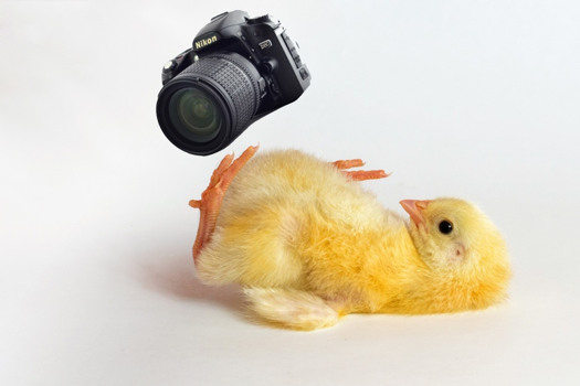 videorule3-chicken