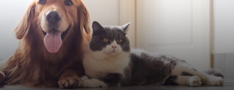 West Park Animal Hospital, a local veterinary business, grew traffic, new users by more than 300% optimizing their same investment level.