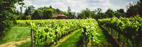 geravasivineyard-600x200